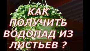 Каждый год обязательно выращиваю цветок Дихондры из-за очень красивых листьев