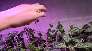 ПОГОДА ЗА ОКНОМ СЕРАЯ ОСЕНЬ,А НА РАССАДНОМ СТЕЛЛАЖЕ КРАСОТА.