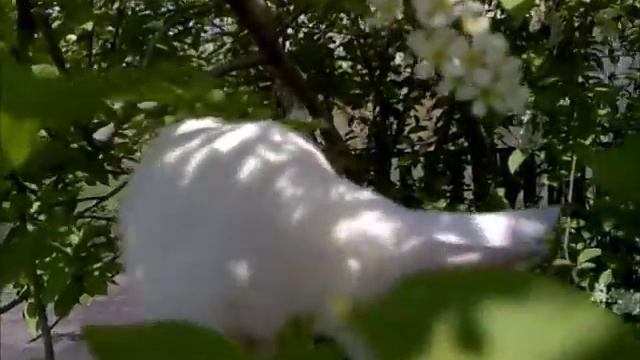 КОТЁНОК