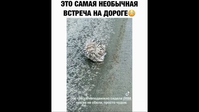 ЛУЧШИЕ ПРИКОЛЫ 2021 до слез угар ТЕСТ НА ПСИХИКУ 2021 ржака прюколюха 10 МИНУТ смеха