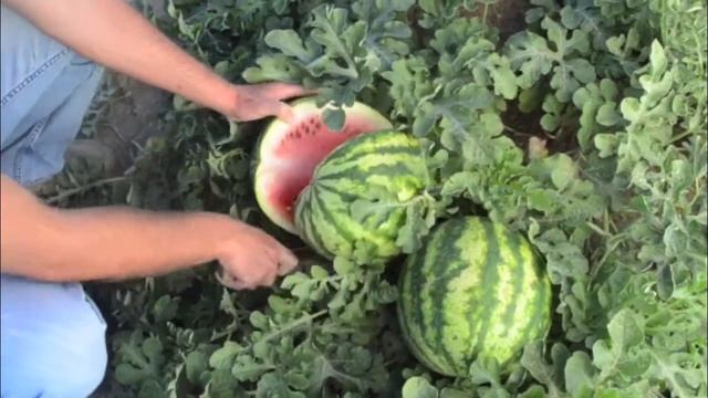 Compadre F1 Watermelon смотреть онлайн