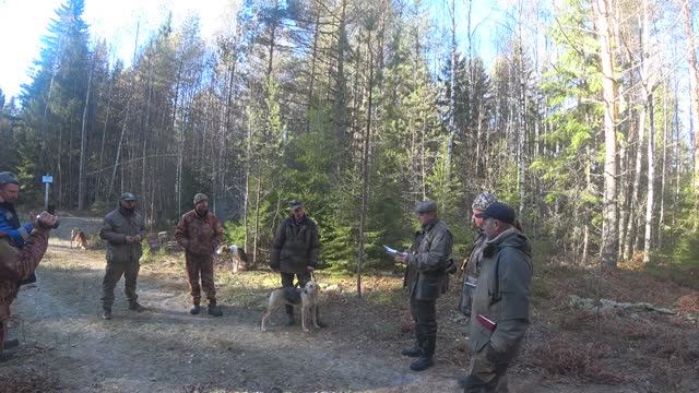 Русская гончая Побудка (Стрелка)(2,5 года).13-е межрегиональные состязания "Мемориал Р.И. Шияна"2024