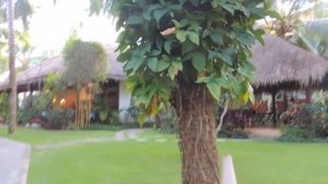 Вьетнам отзывы Cham Villas Фантхиет, , видео, фото погода