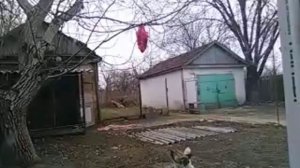 МИНТАЙ И МАЛЫШ