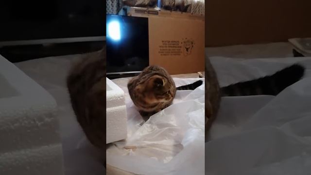 Шуршащий пакетик