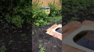 Как сделать поилку для пчел своими руками с дождевой водой