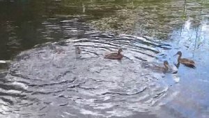 Утки ныряют под воду