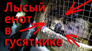 Лысый енот залез в гусятник! Что делать