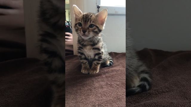 как мы знакомились с нашим бенгальским котёнком #bengalcat #бенгальскиекотята #бенгальскаякошка