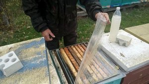 Обработка пчёл в ноябре