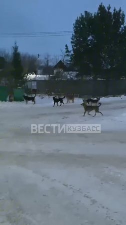 Стая бездомных собак поселилась в посёлке Металлплощадка Кемеровского округа