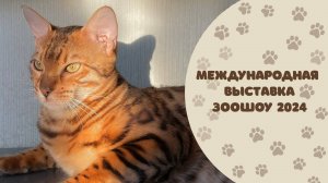 МЕЖДУНАРОДНАЯ ВЫСТАВКА ЗООШОУ 2024 / Бенгальская кошка и первые места