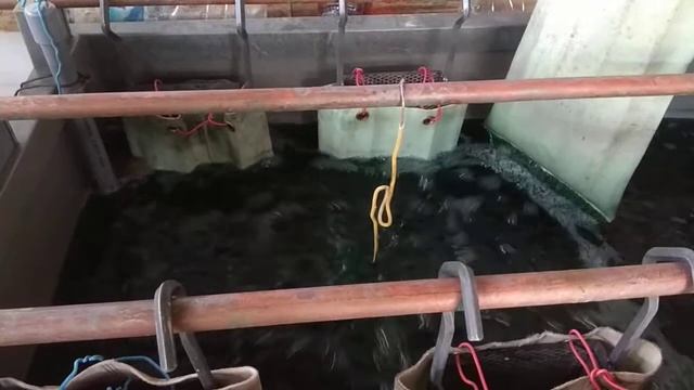 Penataan Crom, larutan nikel 500 literan larutan crom 200 liter hasil mantap смотреть онлайн