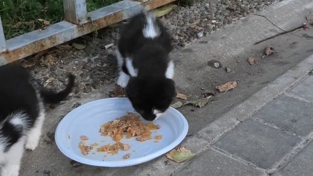 two cute baby kittens. два милых уличных котенка. смотреть онлайн
