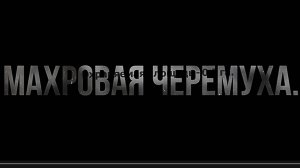 село Бобино. Махровая черёмуха. Слободской район. Вятка.