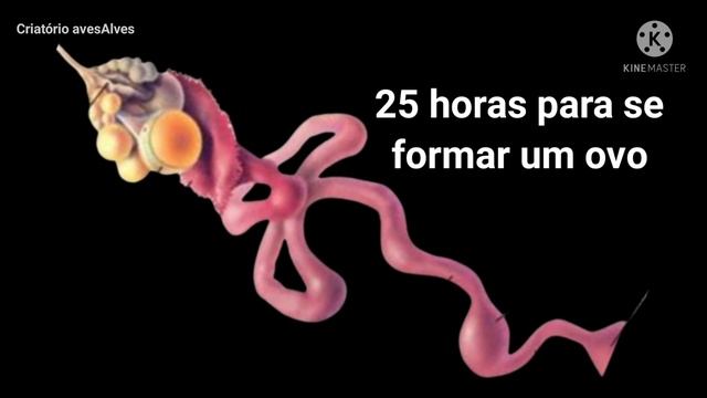 QUANTO TEMPO DURA O SÊMEN DO GALO ANTIGO DENTRO DA GALINHA. смотреть онлайн