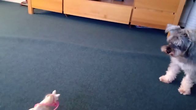 Dog Confused by a Lame Horse (Собака сбита с толку хромой лошадью) смотреть онлайн