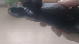 обзор лошадей шляйх и не только (средний курс)