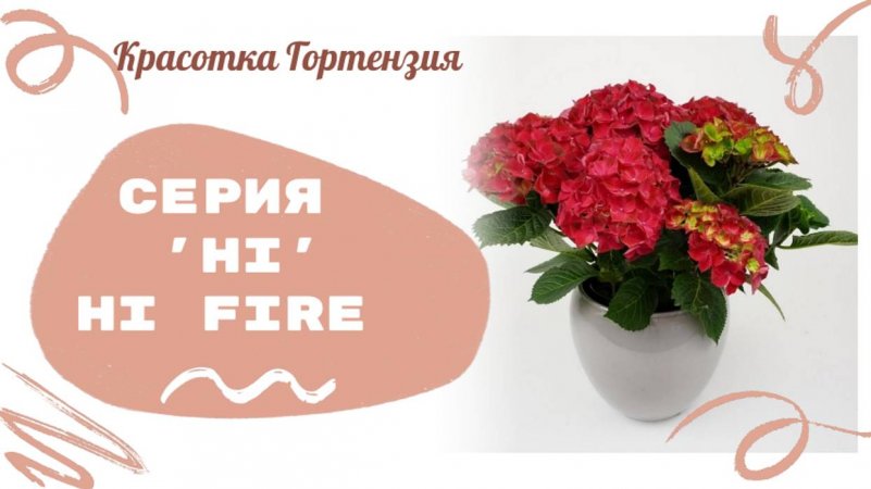 Обзор сорта гортензии Хай Фаер