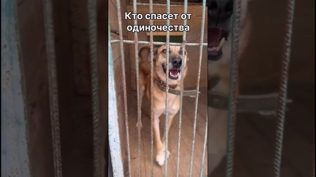 Бивис 💔все еще ждет и верит… #приютнекрасовка #собака #собакавдобрыерукимосква #собаки #помощь