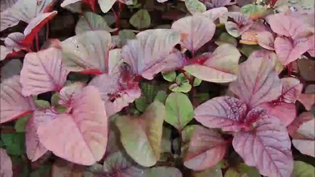 Manfaat Bayam Merah смотреть онлайн