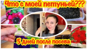 УРА!!! ПЕТУНИЯ ВЗОШЛА/ПЕРВЫЕ ВСХОДЫ ПЕТУНИИ/ЧТО ДЕЛАТЬ ДАЛЬШЕ/ПЕТУНИЯ НА ПЯТЫЙ ДЕНЬ ВСХОДОВ/