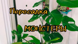 Пересадка Монстеры.