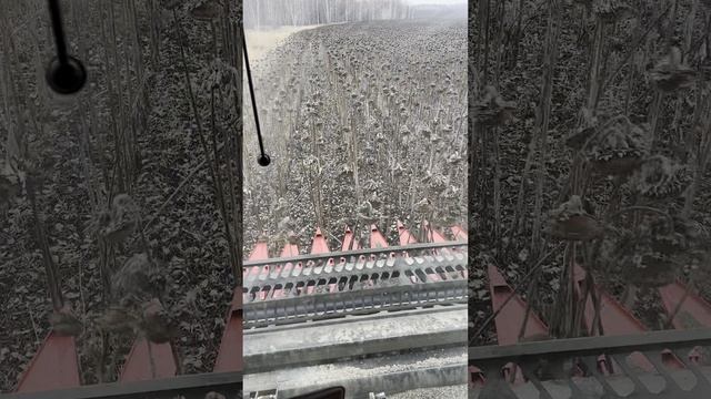 Процесс уборки подсолнечника жаткой Harvester SN-8400