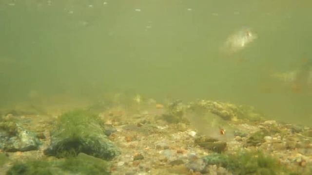 Rutilus rutilus. Плотва в ручье смотреть онлайн
