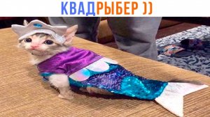 МАМА, Я КВАДРЫБЕР! ))) | Приколы с котами | Мемозг 1521