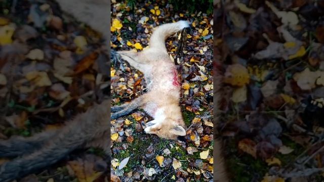 Охота с гончей пегой в Удмуртии VID 20221013 091150