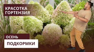 Осенние подкормки гортензий 🌿🌺