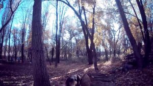 Жасминка на групповой тренировке по ноузворк 17 ноября, местность, корица. Корица спрятана в коре.