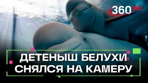 На этих кадрах Джессика и ее новорожденная дочка Дея. Это белухи, то есть хищные киты