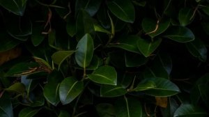 Экхарт Толле — Таинство настоящего момента