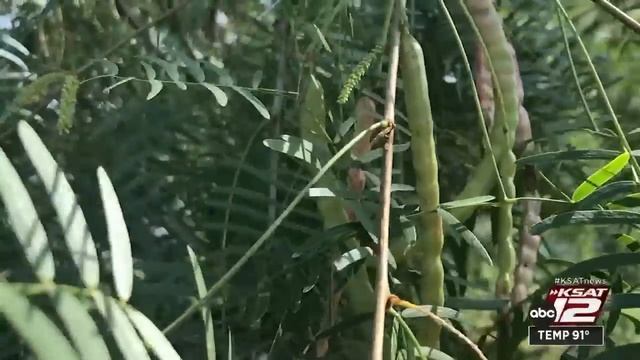 KSAT 12 News Nightbeat : Jul 08, 2022 смотреть онлайн