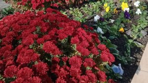 Полуденная прогулка по территории 20_11_2024_Кристалл_Анапа