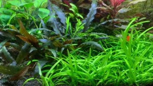 Аквариум на земле 8 месяцев (наверное)