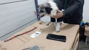 Груминг охранной собаки на выезде, после купания