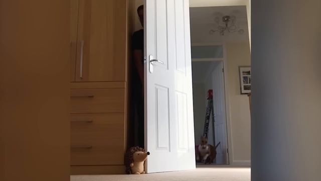 Animals Play Hide And Seek смотреть онлайн