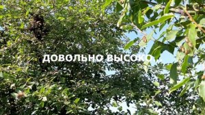 Роение пчел