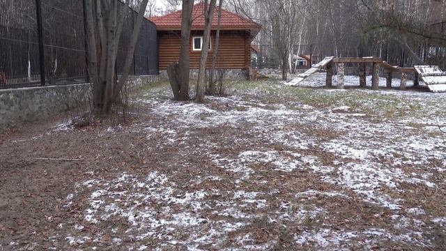 Гепарды Кода и Эстер. 31.10.2022 смотреть онлайн