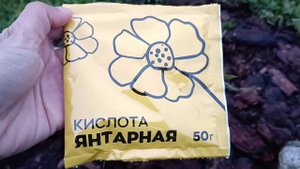 Реанимируем гортензии после заморозков, солнечного ожога, и др. стрессовых ситуаций.