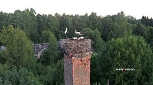 Аисты в гнезде на трубе ~ аэросъемка в поселке