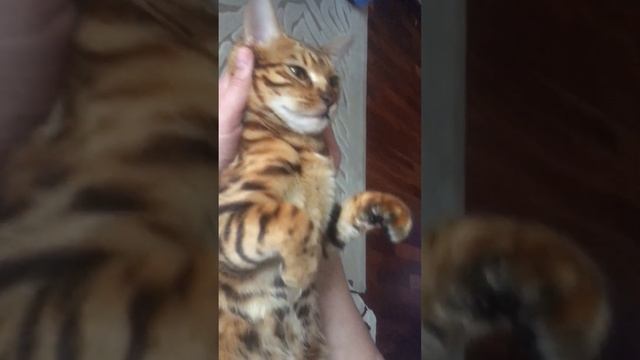 Музыкальный дуэт с бенгальской артисткой  #бенгальскаякошка #бенгал #котенок #смешныекоты