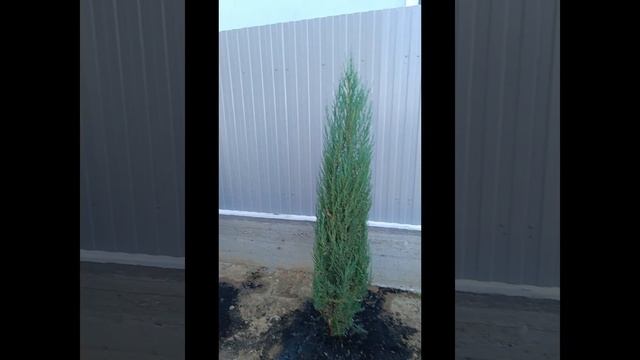 Ещё один сад закончен#rose#дача#сад#summer смотреть онлайн