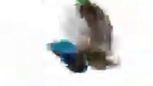 Утка крутится под битбокс 30 сек бесплатно без смс и регистрации