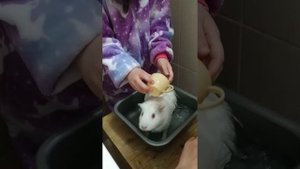 Морская свинка купается и поет.