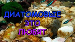 Диатомовые это любят ...