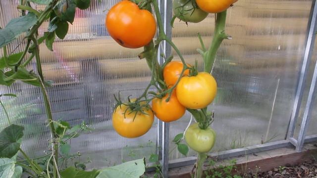 Сорт -"МЕДОВО-САХАРНЫЙ". Томаты от Фёдора. смотреть онлайн